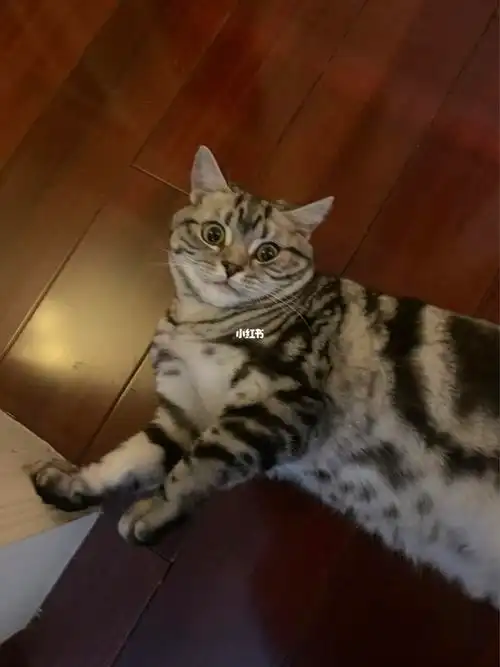 美短发腮…这是出于头小身体大的尴尬期嘛?