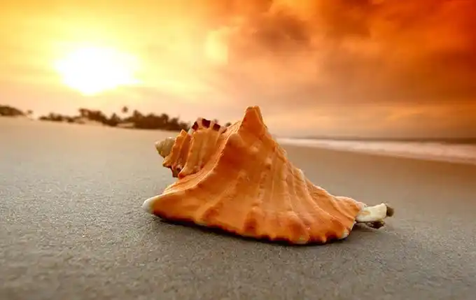 关键词:贝壳海螺海浪夕阳浪花大海海水石子沙滩珍珠贝壳自然美景沙滩