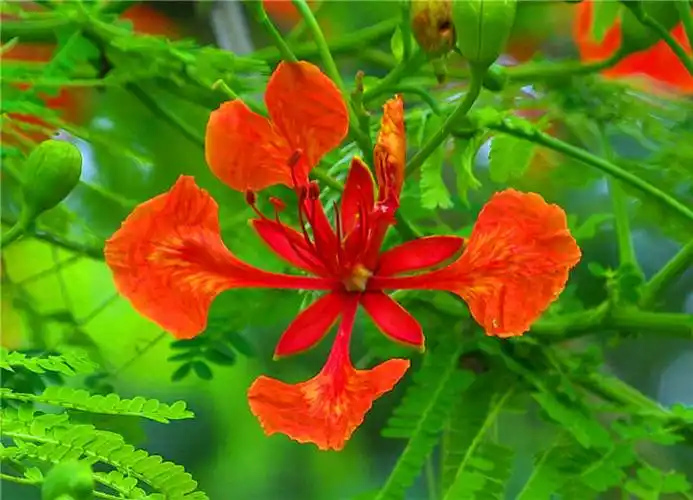 百花园834红花楹树