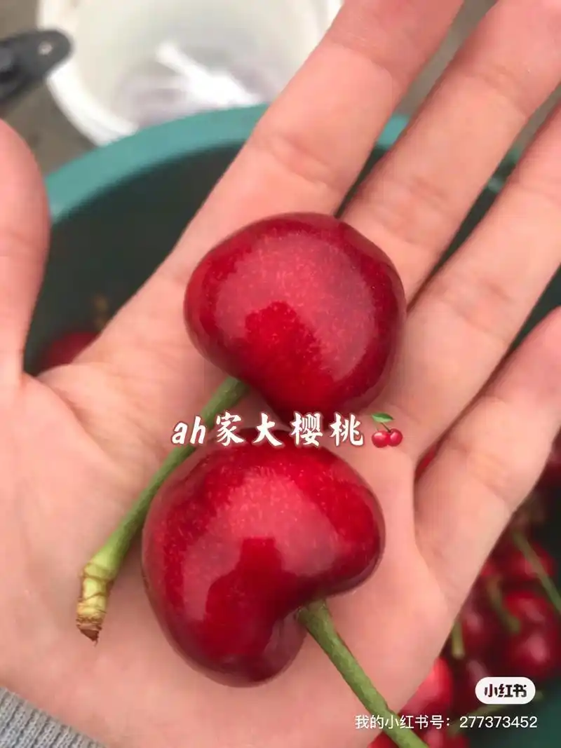 自家果园种植,烟台露天大樱桃90品种美早, - 抖音