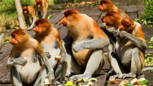 马来西亚最帅的猴子配偶多到数不过来女游客表示太尴尬