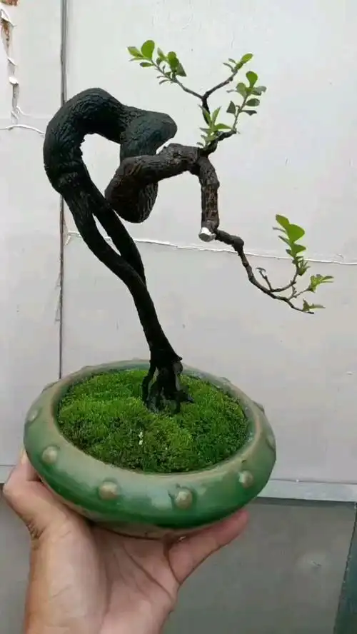 高提根黑骨茶盆景