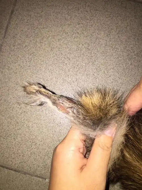 捡到断尾巴猫的后续及治疗方法~2月16日更新完毕