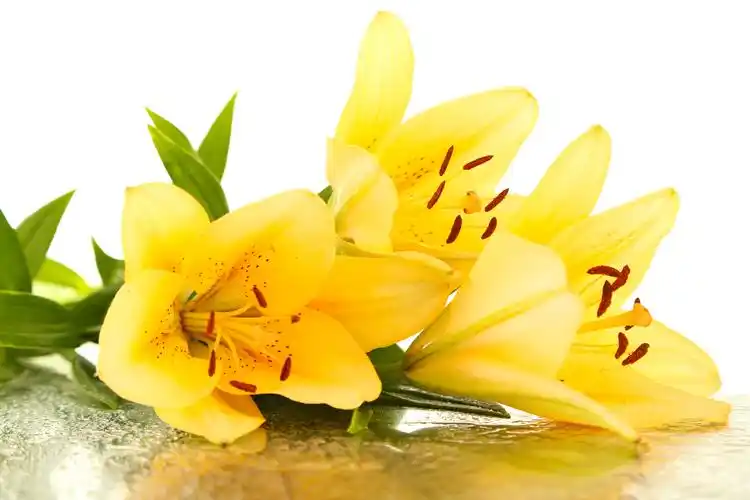 图片大全 植物花卉 五颜六色的百合花图片 > 五颜六色的百合花图片 第