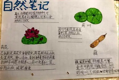 自然笔记——我们的植物朋友