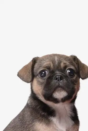 小狗_小狗 狗 动物 静态【高清装饰元素png素材】-90设计