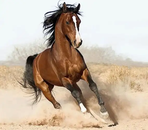 汗血宝马,真的存在吗?