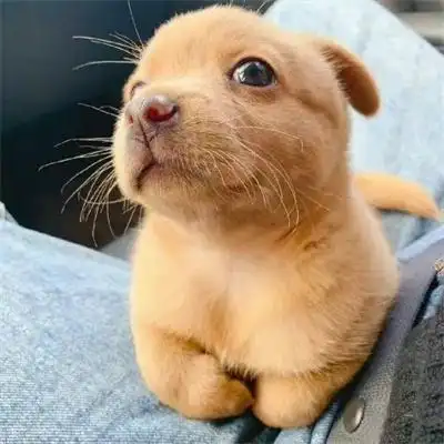 ins高级质感男生女生通用动物头像