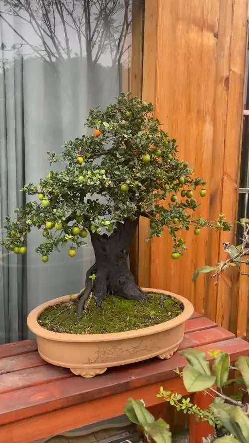 千奇百怪盆景桩老桩骨架金弹子