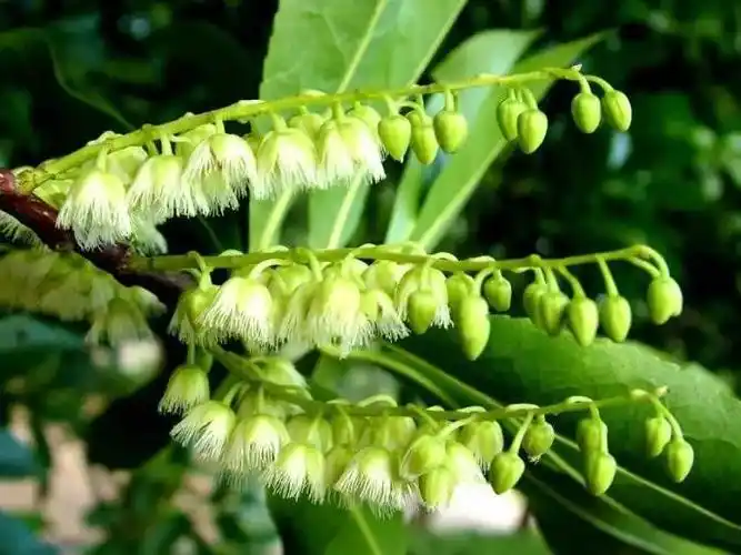 赏花房秃瓣杜英