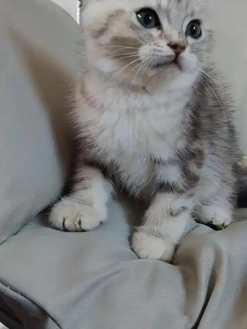 美短幼猫美短虎斑活体家养宠物纯种小猫