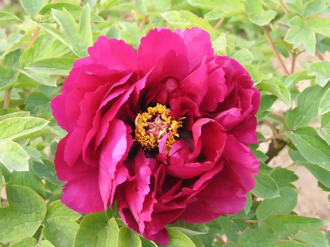 花中之王牡丹花