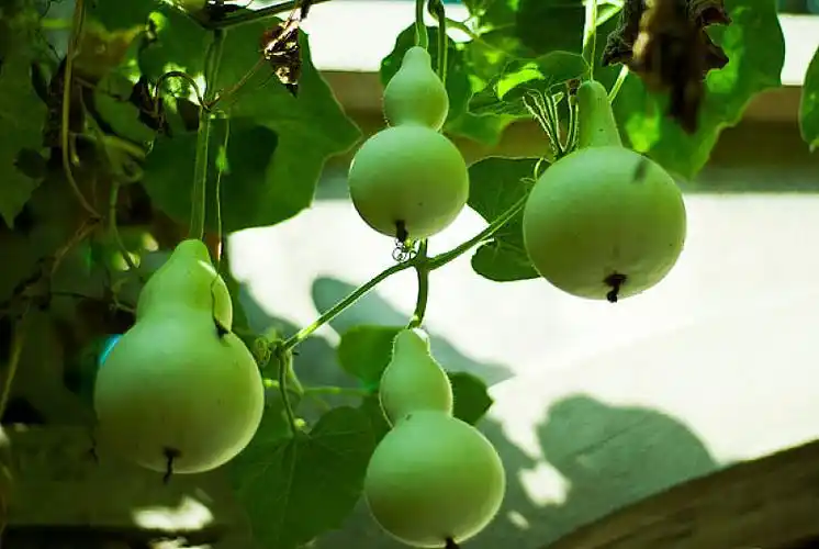 蔓藤上的四个葫芦_高清图片_全景视觉