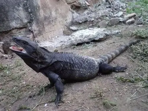 观察表明,中美洲刺尾鬣蜥的奔跑速度最快可达34.