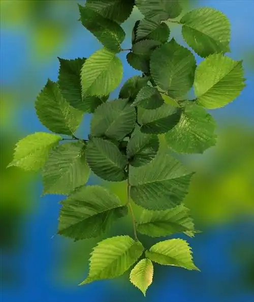 榆树图片_图片大全