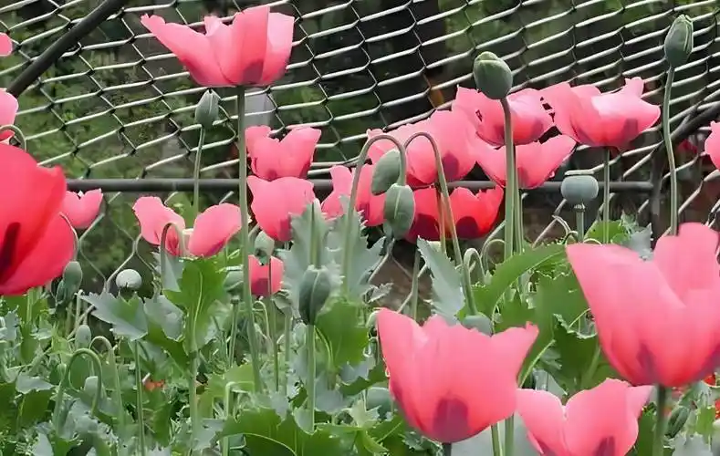 "国宝级"农民,武警24小时持枪保护,种的东西不愁销路_罂粟_种植_毒品