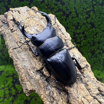 中国大锹中大锹甲锹形虫独角仙宠物甲虫幼虫成虫昆虫活体兜虫爬虫成虫
