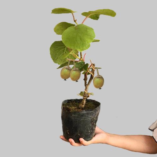 软枣猕猴桃苗 四川