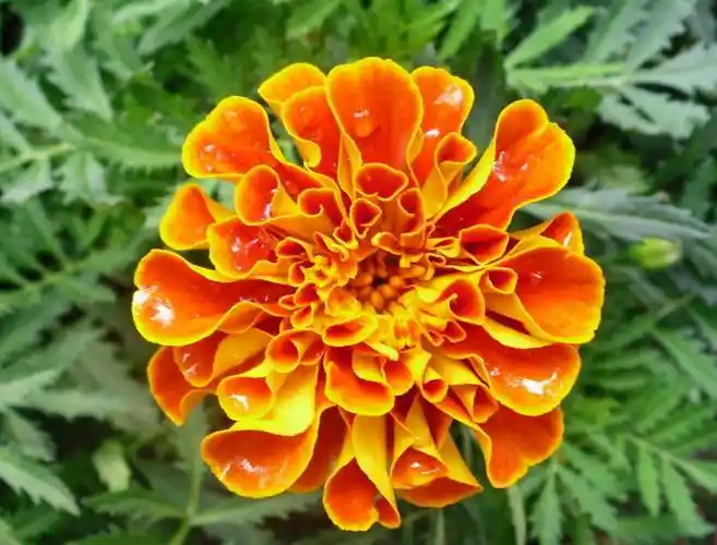 一年生花卉种类很多,一些比较常见的花卉有波斯菊,百日草,翠菊,硫华菊