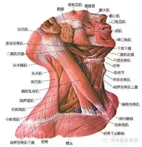 舌骨上肌群和舌骨下肌群的解剖知识