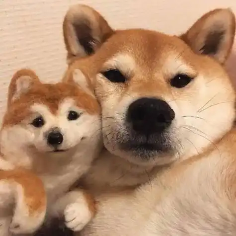 狗头头像图片帅气 - 搜狗图片搜索