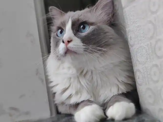 布偶猫吃什么猫粮毛发好