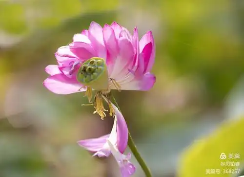 荷花之韵与蜻蜓之魅