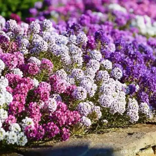 家里养几盆香雪球,开花多又漂亮,清香怡人,你一定喜欢!