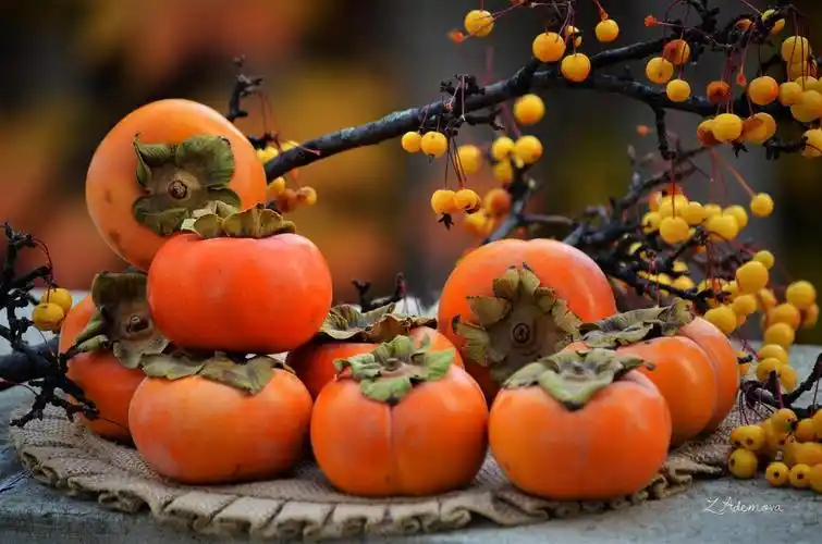 水果柿子树枝浆果餐巾秋天