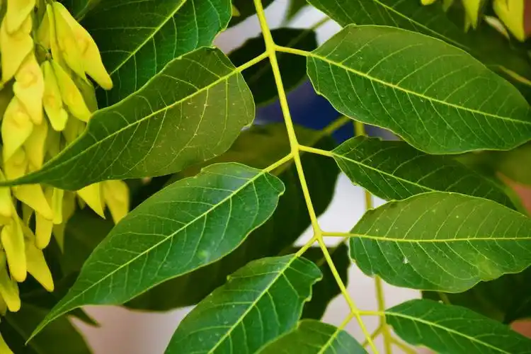 白蜡树叶原创拍摄