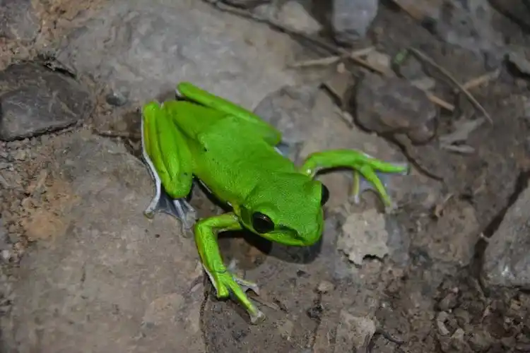 江西九连山国家级自然保护区—大树蛙 - 中国自然保护区生物标本资源