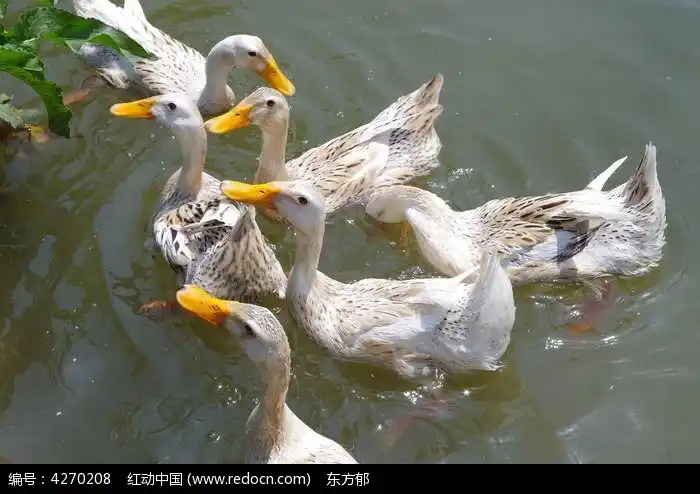 水中嬉戏的鸭子高清图片下载_红动中国