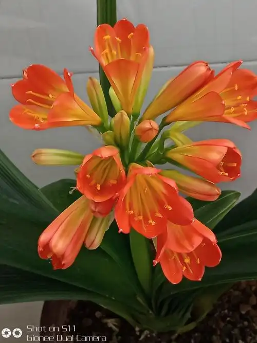 我家的君子兰 ,越开越漂亮.