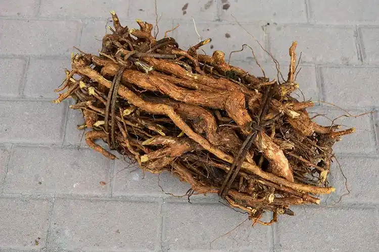 正宗野生地骨皮老枸杞根多年生地骨头根炖鸡汤大补去胎毒一斤包邮