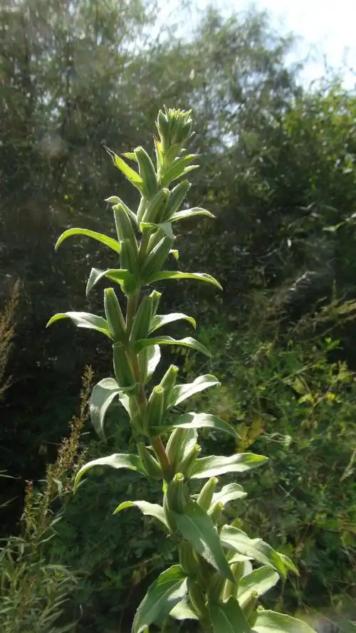 日月峡中草药(1142)--山芝麻2