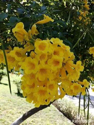 黄钟花,比小黄鸭都黄