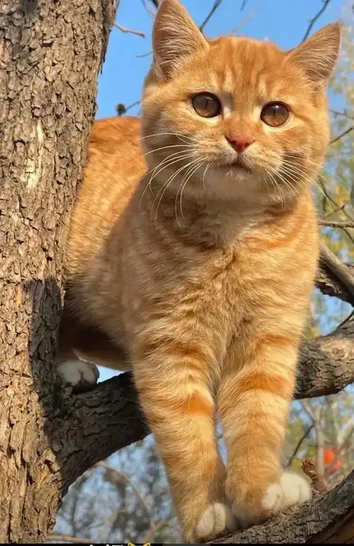 谁家的大橘猫,真的太可爱了,好想把它带回家去啊