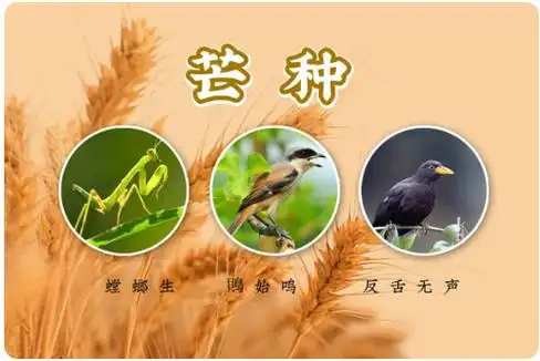 归本溯源谈芒种,展望在新时期下的指导意义