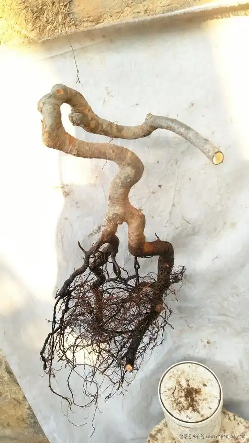 31日精美棠梨花皮榆素材