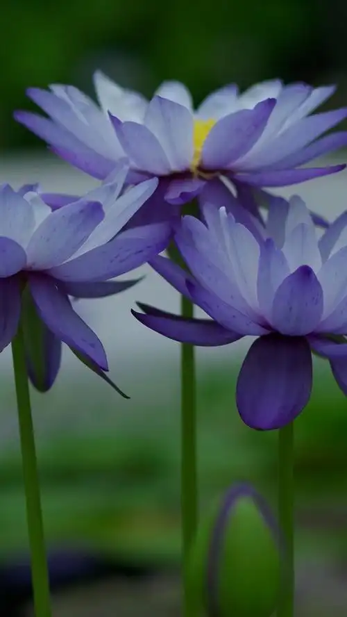 蓝色花,荷花 iphone 壁纸