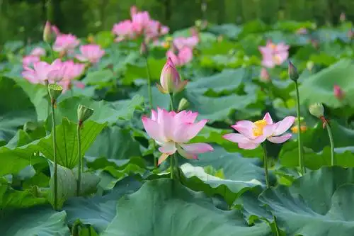 荷花风情摇曳,展开夏季最美的画卷.