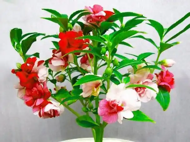 凤仙花怎么养养盆栽凤仙花十八大问题解答