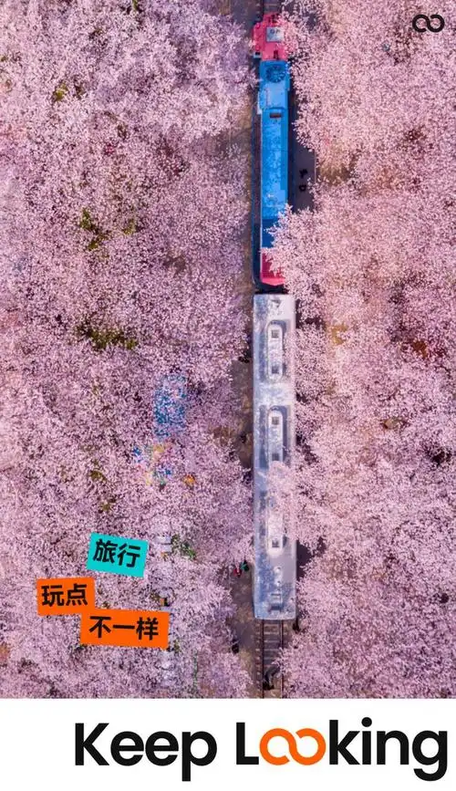 赏樱不输日本,浪漫场景堪称走进韩剧里的爱情|韩国|樱花季|樱花盛开