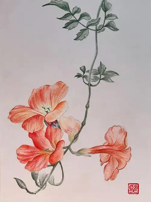 彩铅画凌霄花附详细步骤图色号