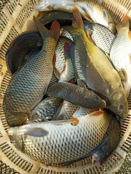 大亨钓场,放700斤鲤鱼,100块5小时,超级诱惑, 有一起去干的吗