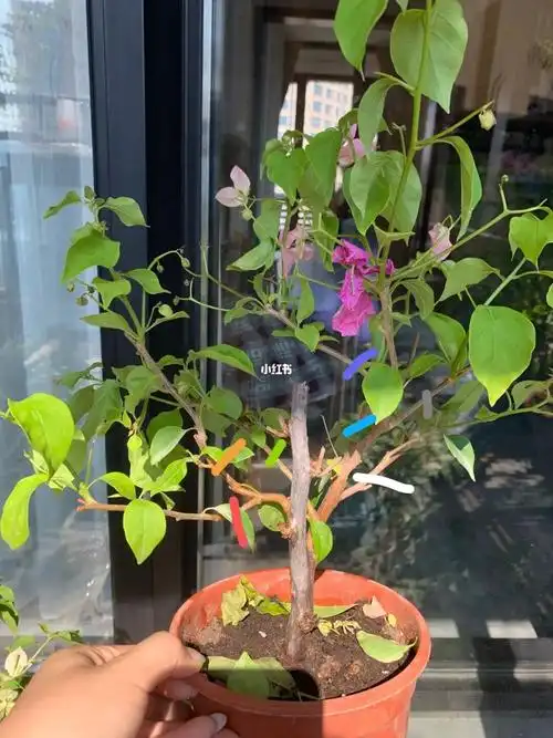 新到的两颗,看着好多交叉枝条,都差不多大,请教大神修剪造型#三角梅