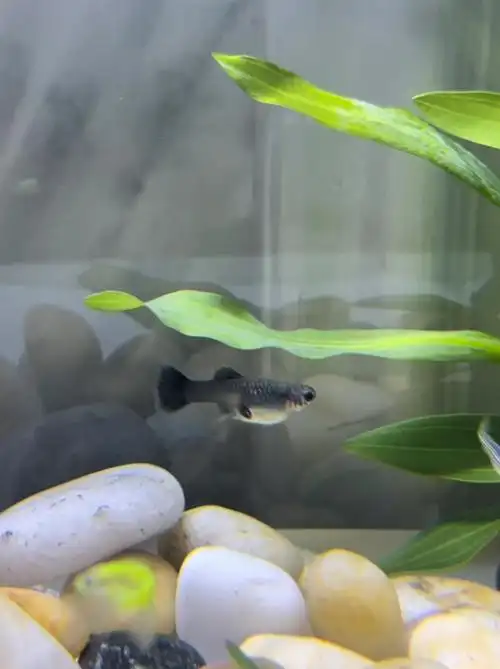 孔雀鱼怀孕了吗新手无经验拜托大家帮看看