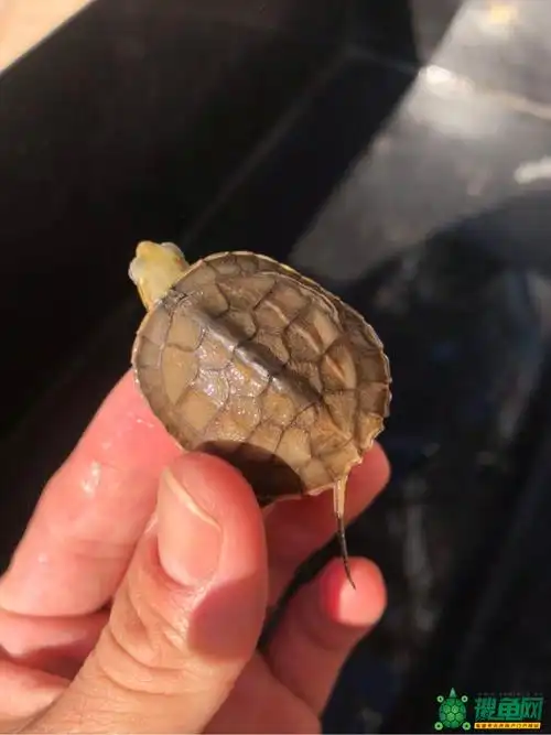 便宜金钱龟苗,练手一流