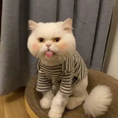 猫咪头像萌图片高清可爱猫咪头像大全