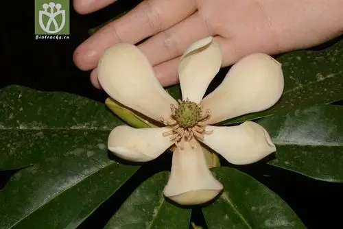 manglietia duclouxii川滇木莲【可以处理】2014-04-25xx-yn (16).jpg